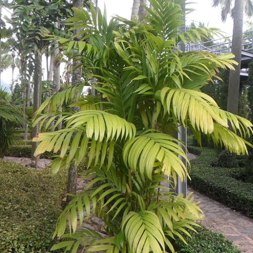 Areca_triandra