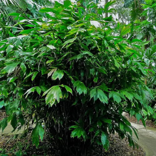 Arenga Caudata (folha larga)