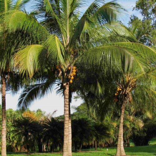 Cocos nucifera (coqueiro)