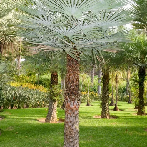 Copernicia alba Carandá