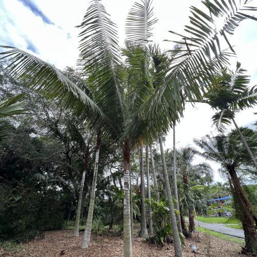Dypsis lastelliana (Madagascar)