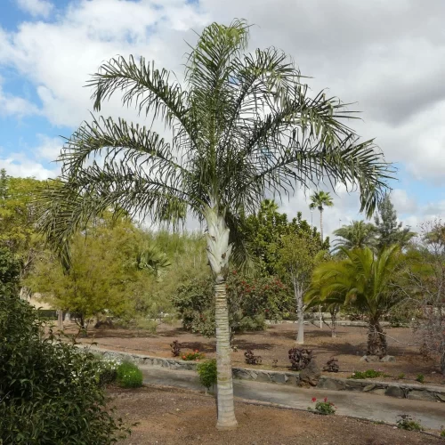 Dypsis madagascariensis