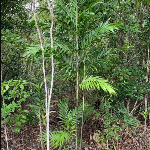 Dypsis scottiana