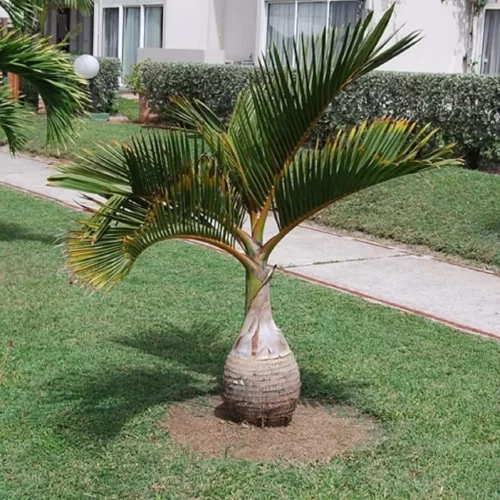 Hyophorbe lagenicaulis