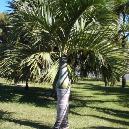 Hyophorbe verschaffeltii