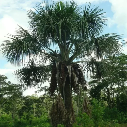 Mauritia flexuosa (Buriti)