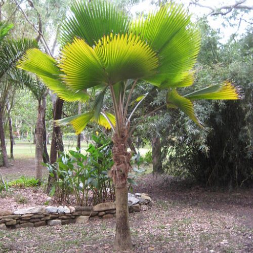 Pritchardia pacifica