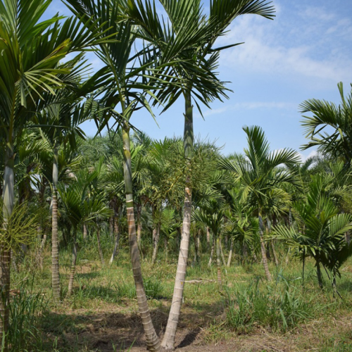 Ptychosperma elegans