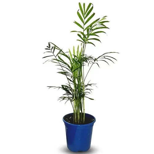 Ptychosperma elegans (vaso)