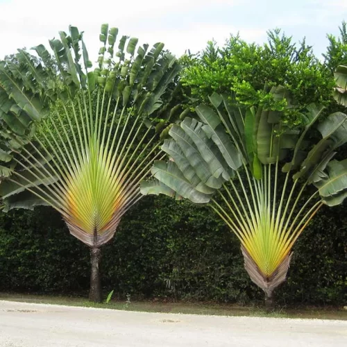 Ravenala madagascariensis