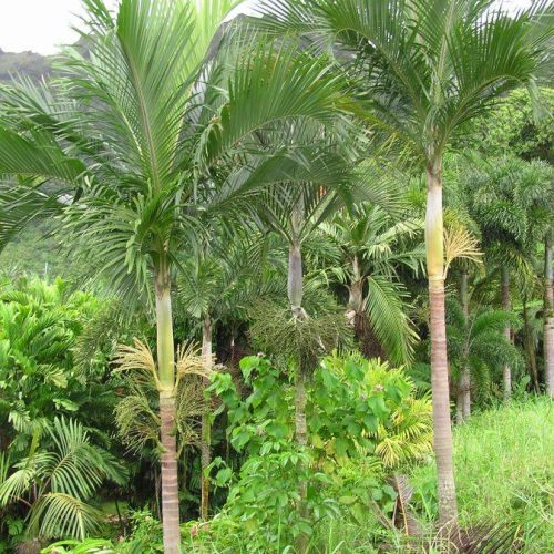 Siphokentia beguinii