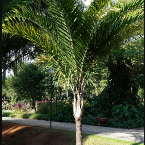 Syagrus lorenzoniorum