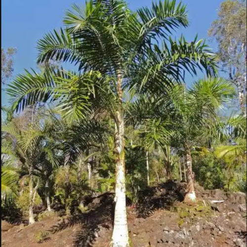 Syagrus pseudococos 2
