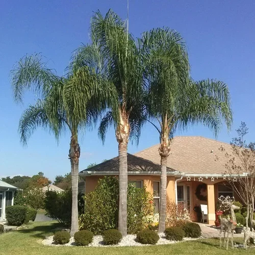 Syagrus romanzoffiana (Jerivá)