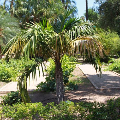 Syagrus schizophylla