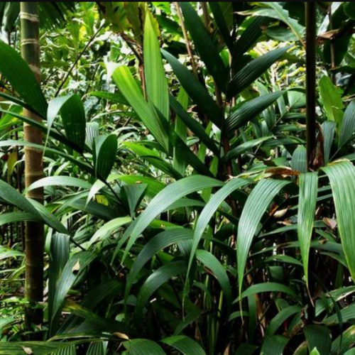 Synecanthus fibrosus