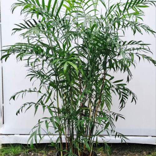 chamaedorea erumpens